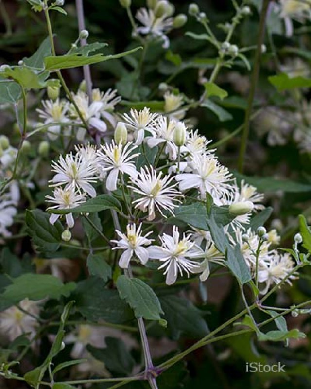 Knappe klimmers: de beste klim- en leiplanten voor elke tuin