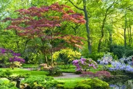 Japanse tuin Clingendael: maar een paar weken open, wél gratis
