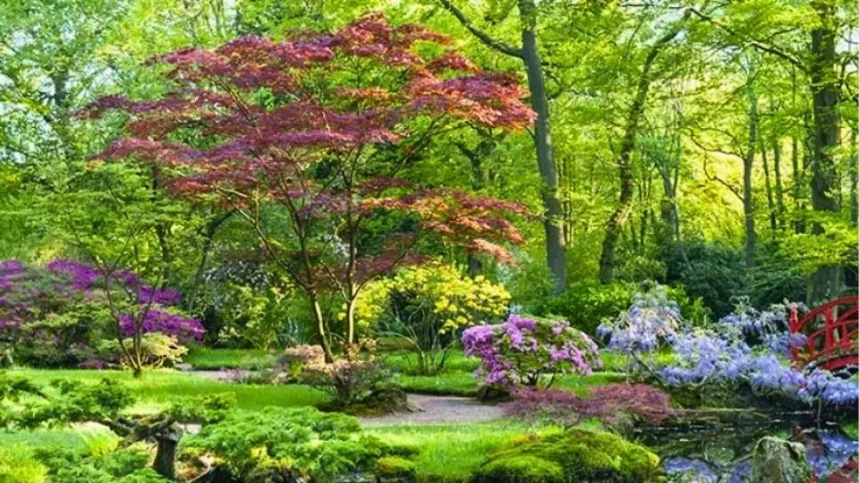 Afbeelding Japanse tuin Clingendael: maar een paar weken open, wél gratis