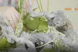 Tropisch landschapje met orchidee (video)