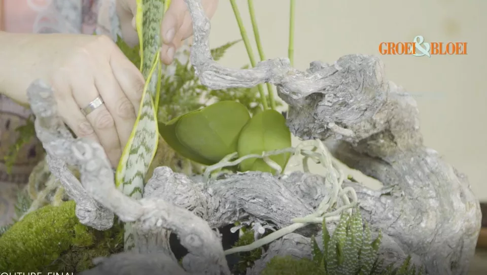 Afbeelding Tropisch landschapje met orchidee (video)