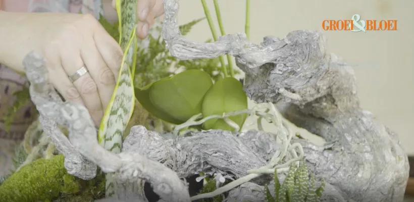 Tropisch landschapje met orchidee (video)