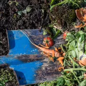Maak je eigen compost