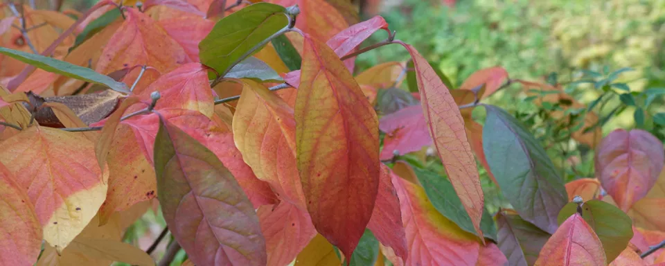 Afbeelding Cornus florida