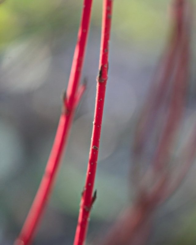 De beste planten met mooie wintersilhouetten
