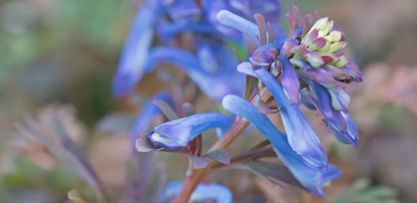 Corydalis flexuosa ‘Purple Leaf’