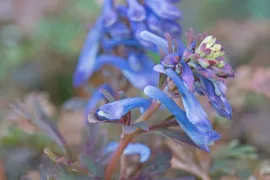 Corydalis flexuosa ‘Purple Leaf’