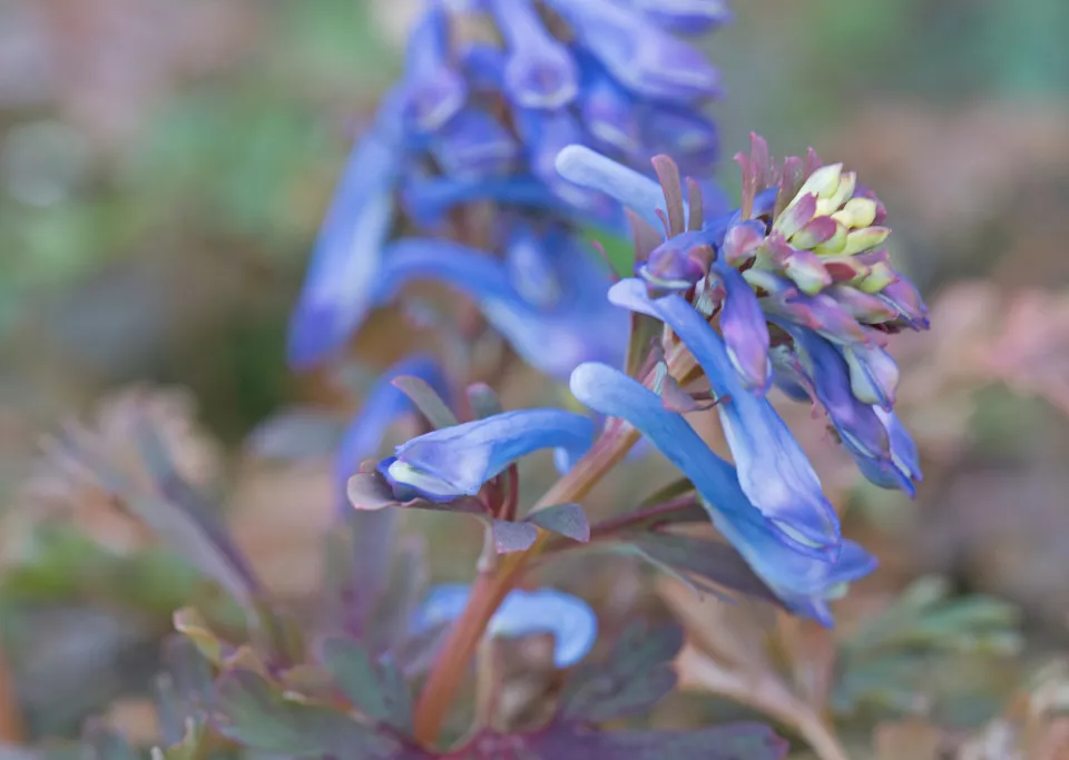 Afbeelding Corydalis flexuosa ‘Purple Leaf’