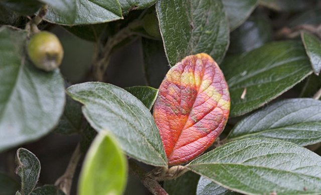 De 10 beste bodembedekkers