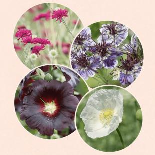 Cottagetuin aanleggen: in 7 stappen naar een romantische bloementuin