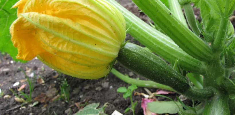 Ga courgettes kweken!