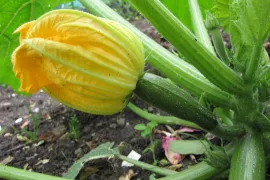 Ga courgettes kweken!