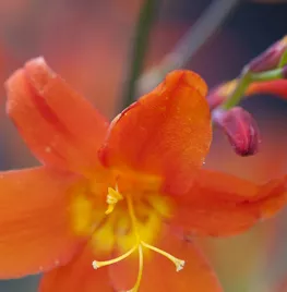 Crocosmia ‘Constance’