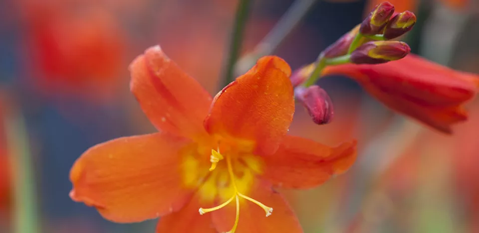 Afbeelding Crocosmia ‘Constance’