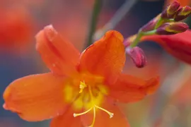 Crocosmia ‘Constance’