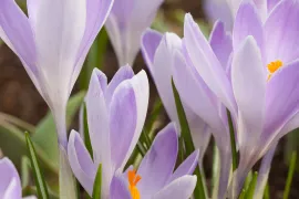 Crocus vernus ‘Vanguard’