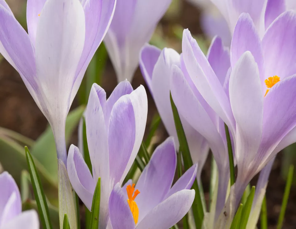 Afbeelding Crocus vernus ‘Vanguard’