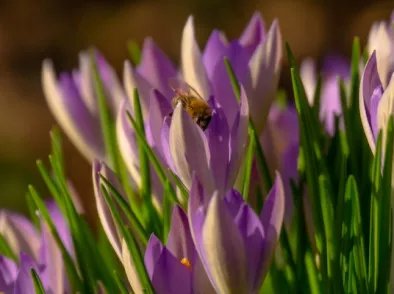 De voedselboog: waarom de boerenkrokus zo belangrijk is in de winter