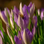 De voedselboog: waarom de boerenkrokus zo belangrijk is in de winter
