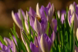 De voedselboog: waarom de boerenkrokus zo belangrijk is in de winter