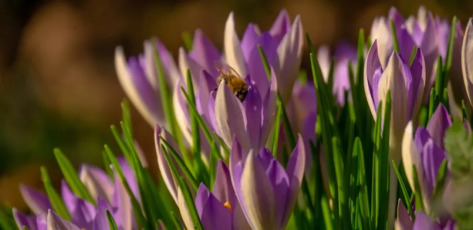 Afbeelding De voedselboog: waarom de boerenkrokus zo belangrijk is in de winter