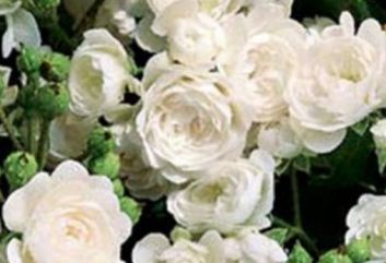 Lijst Excellence Rozen