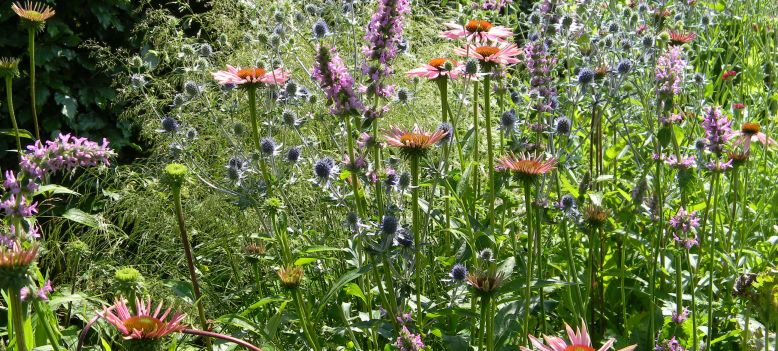 Op avondbezoek bij tuin in Oudenhoorn (ZH)