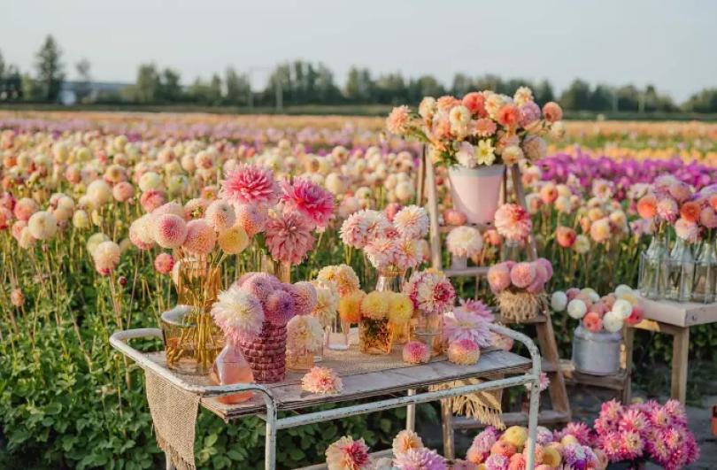 Gek op dahlia’s? Deze evenementen mag je niet missen