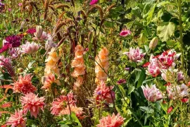 Kleur met zomerbollen: dahlia, crocosmia en gladiool