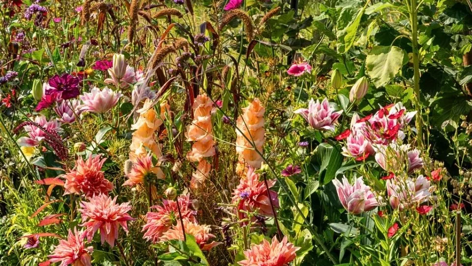 Afbeelding Kleur met zomerbollen: dahlia, crocosmia en gladiool