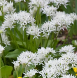 Recepten met daslook