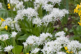 Recepten met daslook