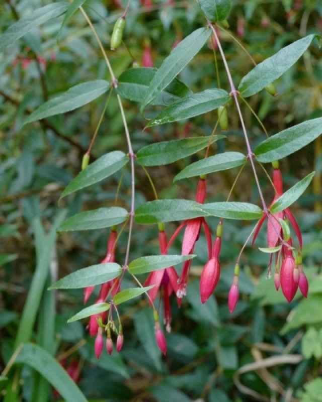 De comeback van de fuchsia: 7 winterharde soorten die lang bloeien