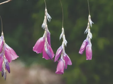 Engelhengel: een sierlijke knolplant voor border en tuin
