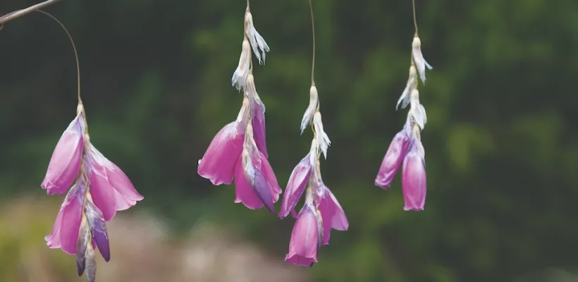Engelhengel: een sierlijke knolplant voor border en tuin