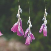 Engelhengel: een sierlijke knolplant voor border en tuin