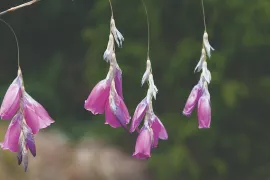Engelhengel: een sierlijke knolplant voor border en tuin