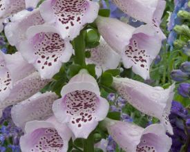 Zaad oogsten van vingerhoedskruid (video)