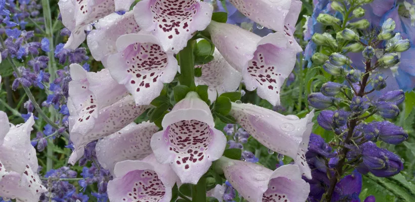 Zaad van vingerhoedskruid of Digitalis bestellen
