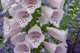 Zaad oogsten van vingerhoedskruid (video)