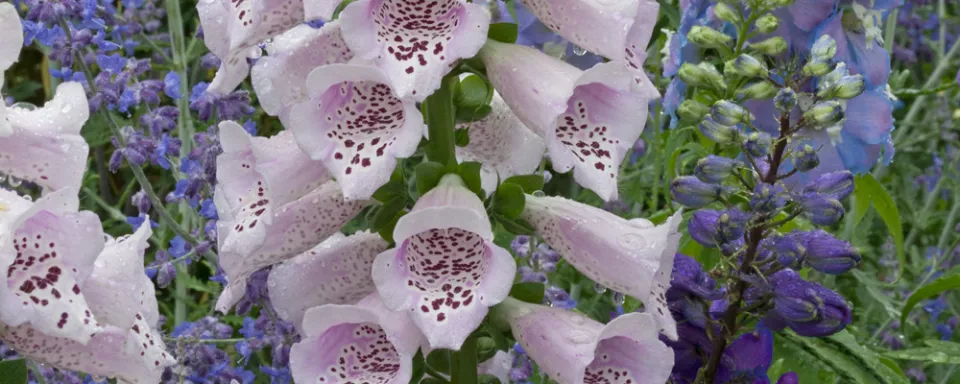 Afbeelding Zaad van vingerhoedskruid of Digitalis bestellen