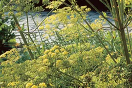 Hoe gebruik je dille