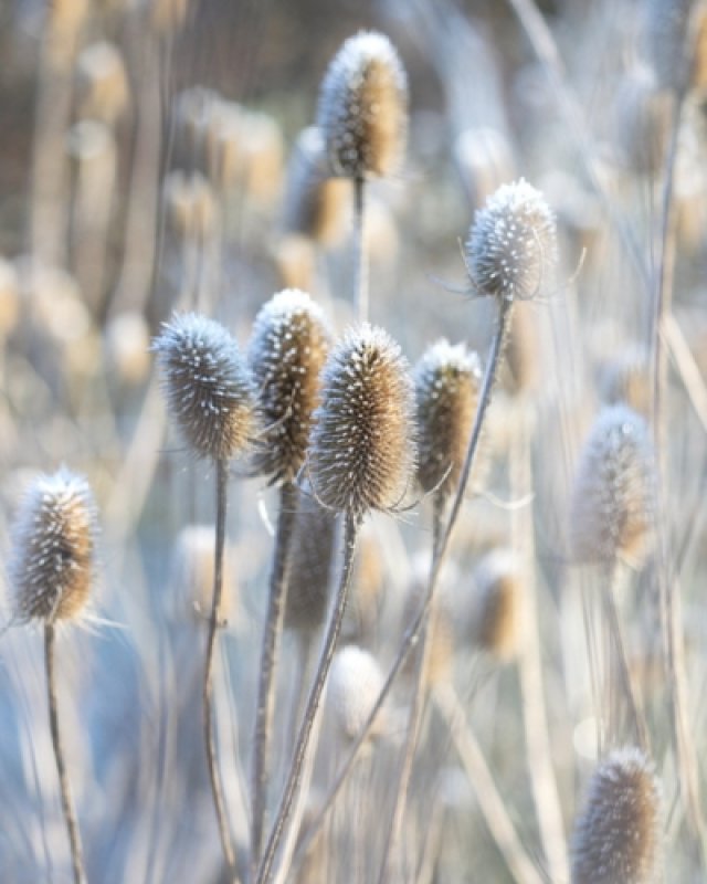 De beste planten met mooie wintersilhouetten