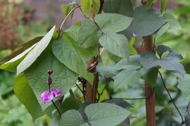 Labboon: sierlijke klimplant en smaakmaker in je eetbare tuin