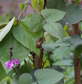 Labboon: sierlijke klimplant en smaakmaker in je eetbare tuin