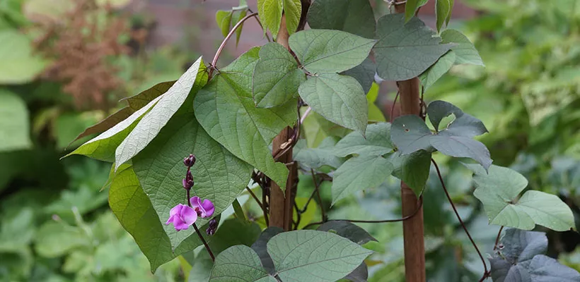 Labboon: sierlijke klimplant en smaakmaker in je eetbare tuin