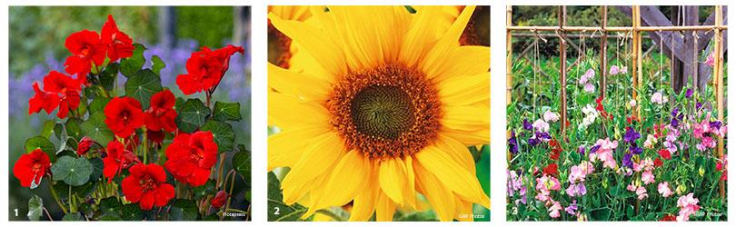 Zaaien voor beginners en zaden bestellen