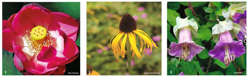 Zaaien voor experts en zaden bestellen