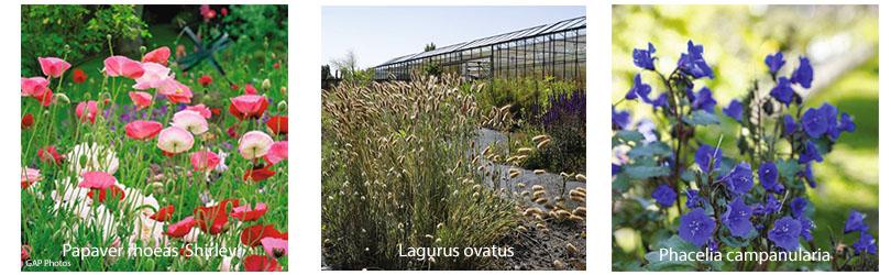 Zaden bestellen van Phacelia, Salpiglossis en Lagurus