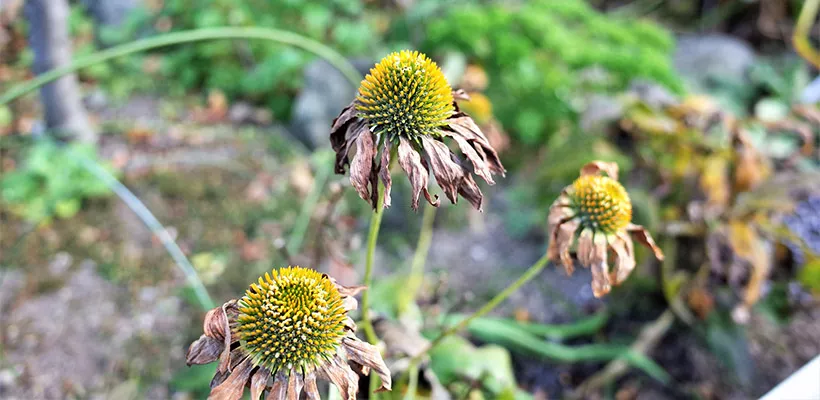 Droogte in de tuin